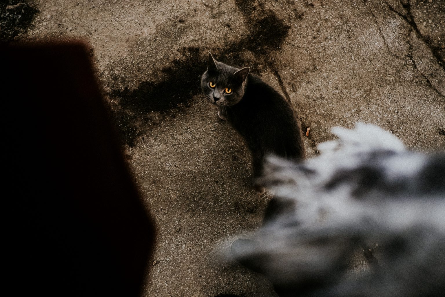 Katzen Rigas
